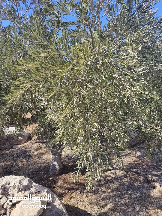 مزرعة للبيع