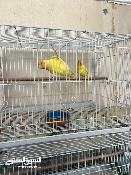 Cocktail albino love birds orange