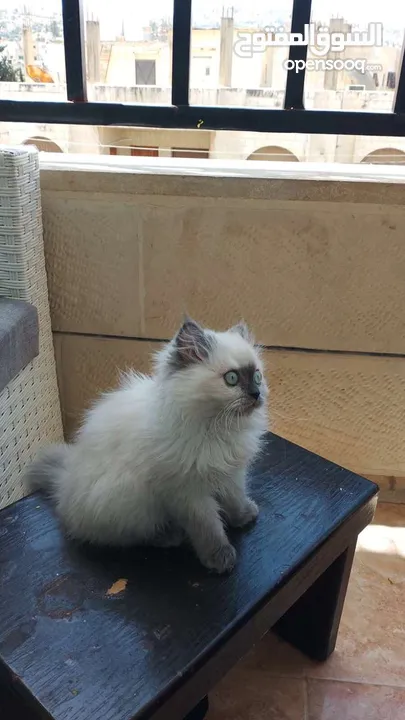 قطه للبيع شيرازي  سكان عين الباشا