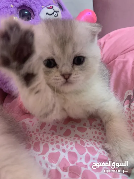 Scotch fold kittens