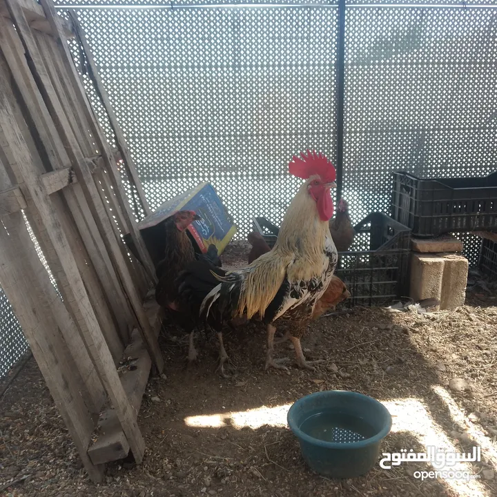 جاج بلدي مقنوة