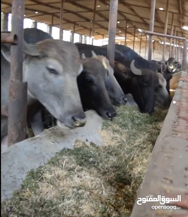علف الازولا يزرع مره وينتج يوميا مدى الحياه للدجاج والمواشي وجميع الحويانات