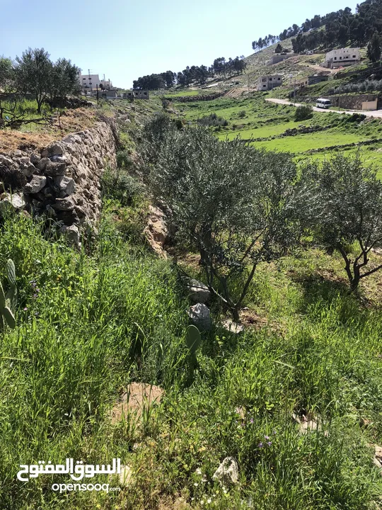 ارض لبيع دنمين وميتين وسبعه وسبعين متر بي جانب اسكان الداودي يمكن شراء جزء من الارض او فرزها