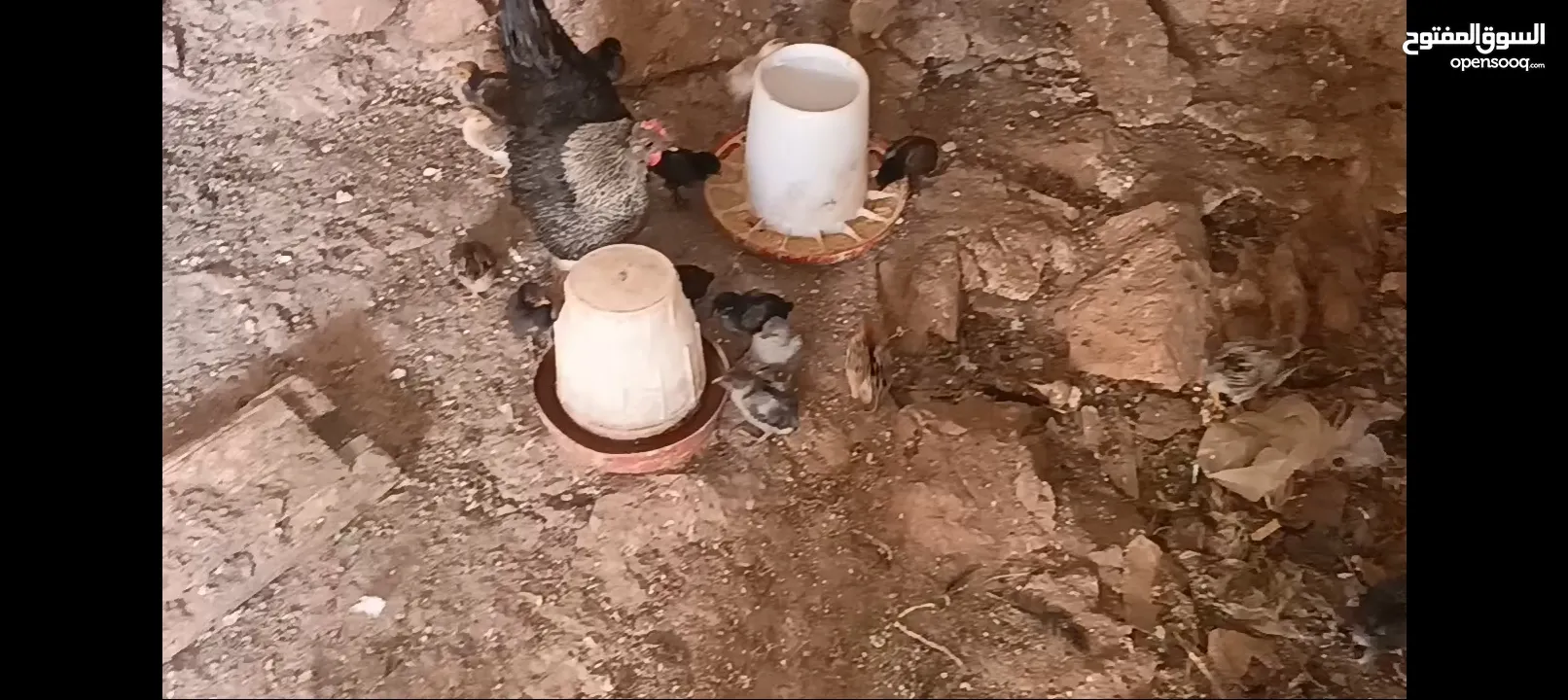 3 جاجات مع فراخهم