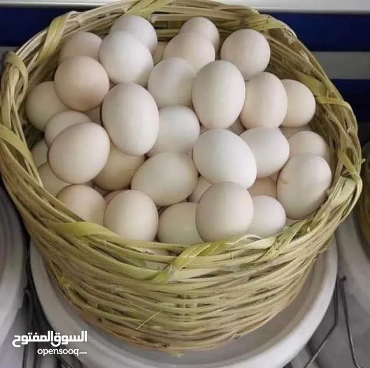 بيض بلدي 100 /100