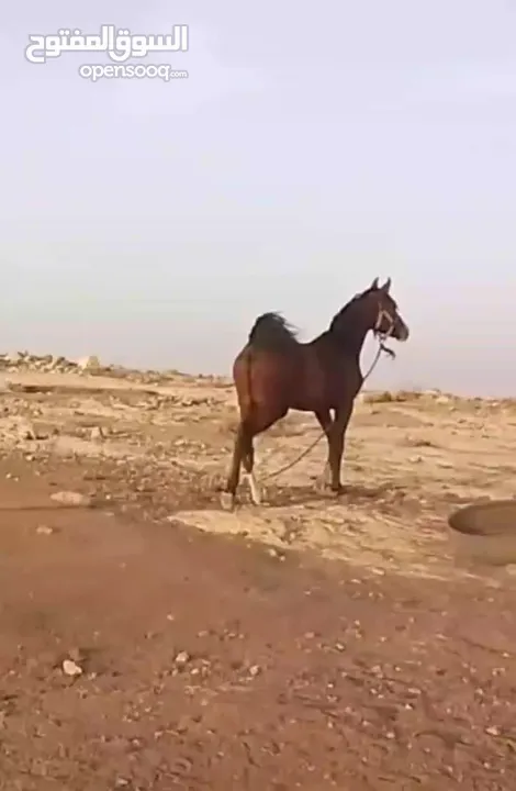 مهرة عربيه غير مسجلة