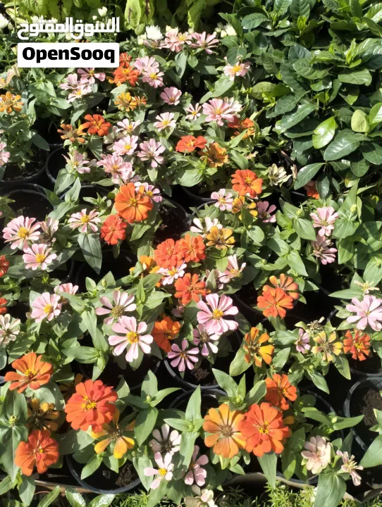 Garden Mantince New Garden