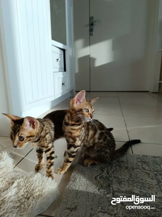 Bengal kittens