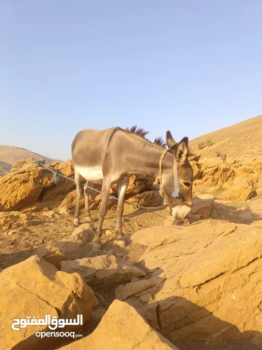 جحشه غنم كفاله ركوب