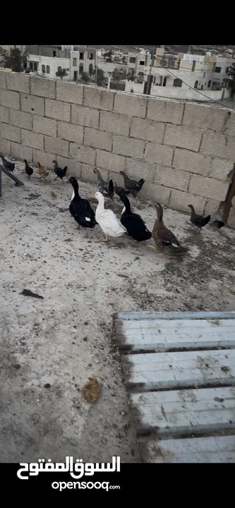 بط للبيع بط
