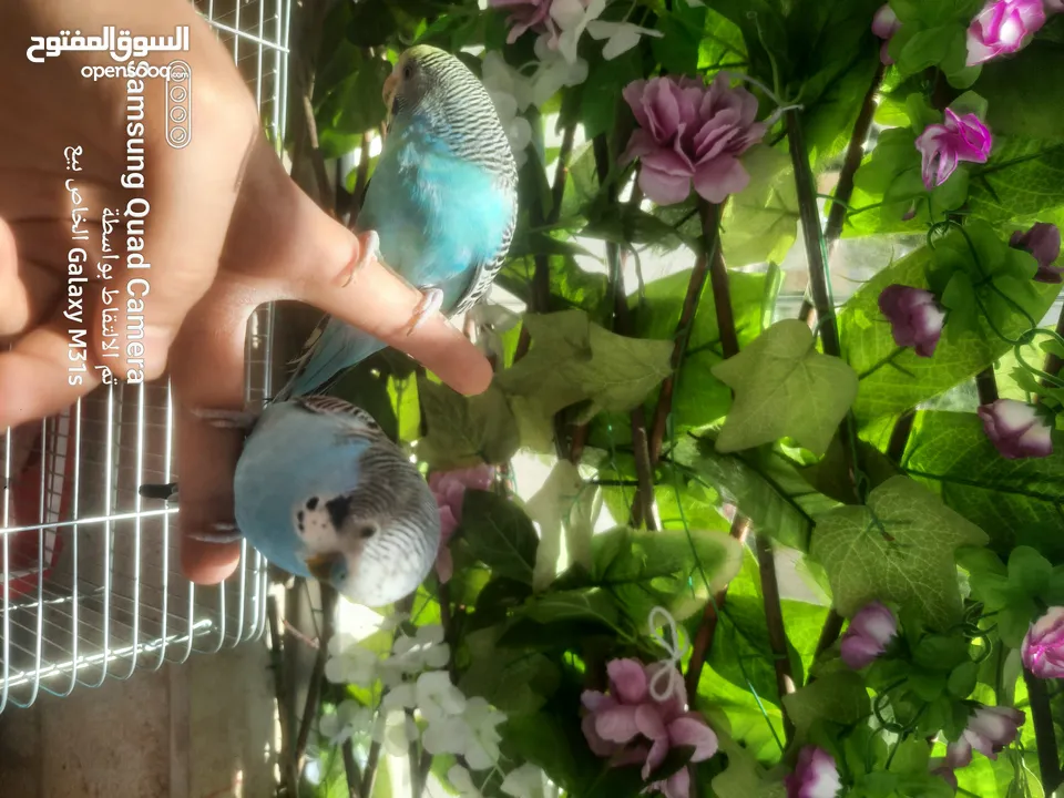 جوز ببغاء حب