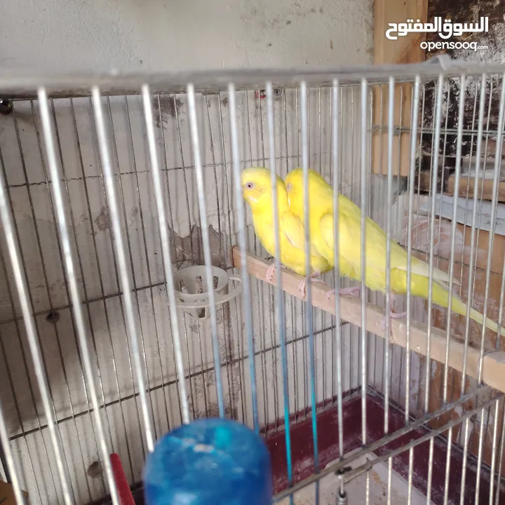 طيور حب عصافير حب