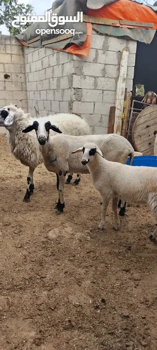 عنم قبرصي الاصلي