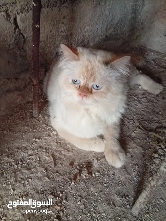 قطاط شرزي متوفر لدنا