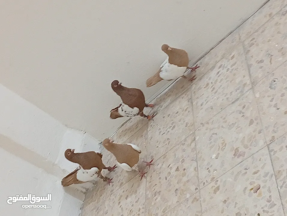 جواز حمام للبيع المستعجل وبسعر مغري جدا