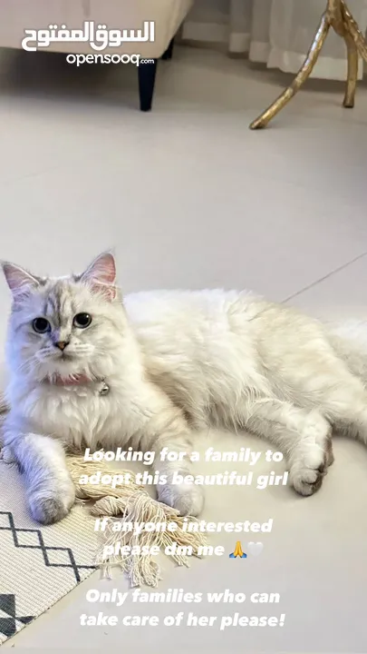 Sherazi cat for adoption قطة شيرازي للتبني
