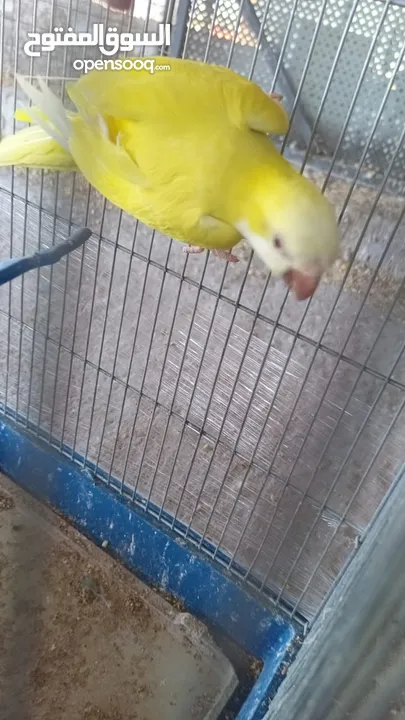 طيرة كويكر لاتينو منتجه