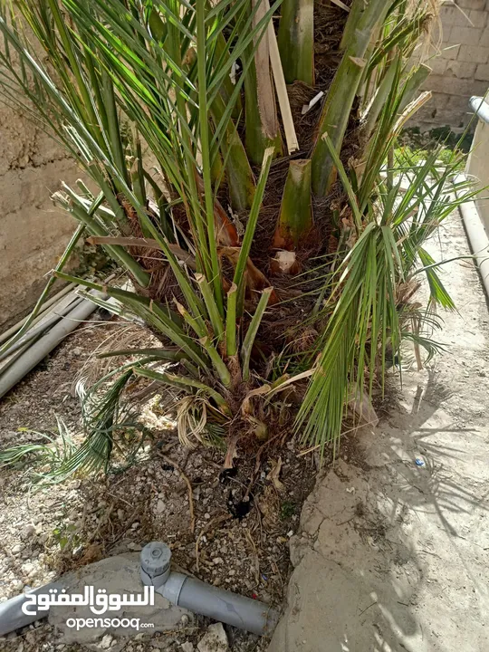 شجرة نخيل مثمرة