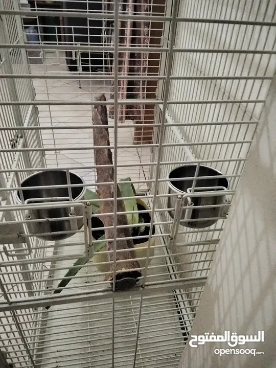 big cage for parrot for sale