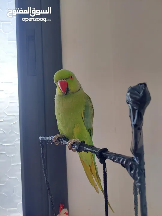 ببغاء درارة هندي ذكر اسمو كوكو عمر سنتين مطوق اليف جدا ما بعض نهائي لعوب بحب الاطفال
