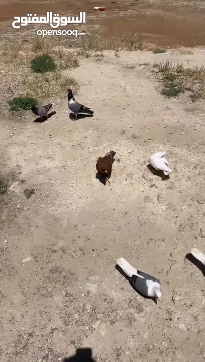 حمام ما شاء الله للبيع شوف الوصف