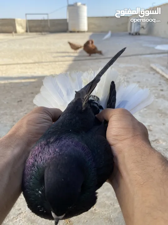كوم حمام للبيع