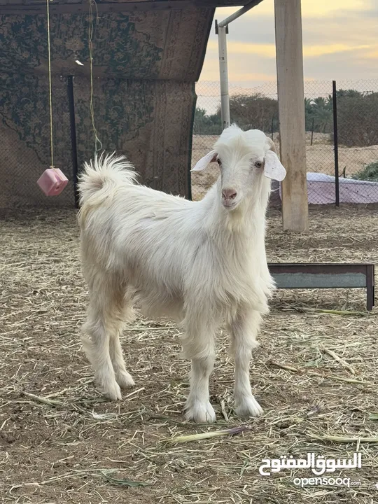 للبيع تيس رحبي سمين فول فحل ولا ذبيحه