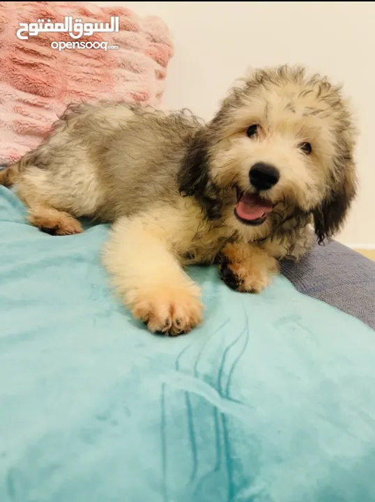 Amazing cute Puppy for Sale