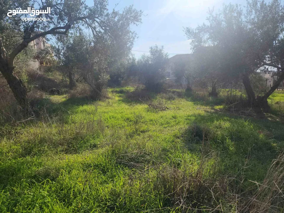 خلف مخابز البلد