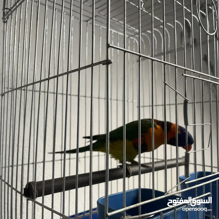 ببغاء لوري اليف  Cute Lori parrot