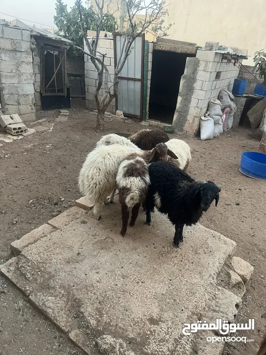 خرفان بلديه اضحيه او عقيقه للبيع بسعر مغري
