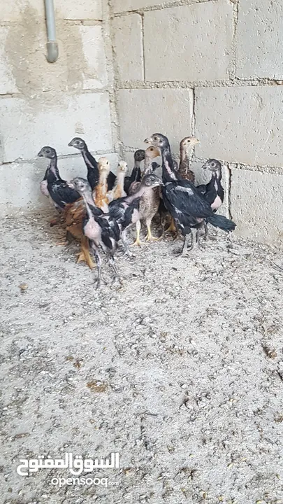 دجاج بكستاني