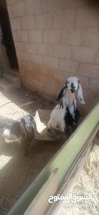 ماعز للبيع