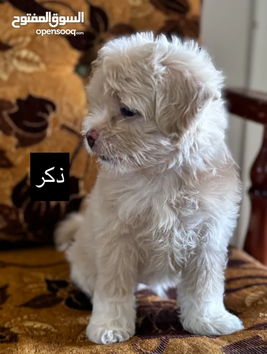 جراء فرينش تيرير للبيع