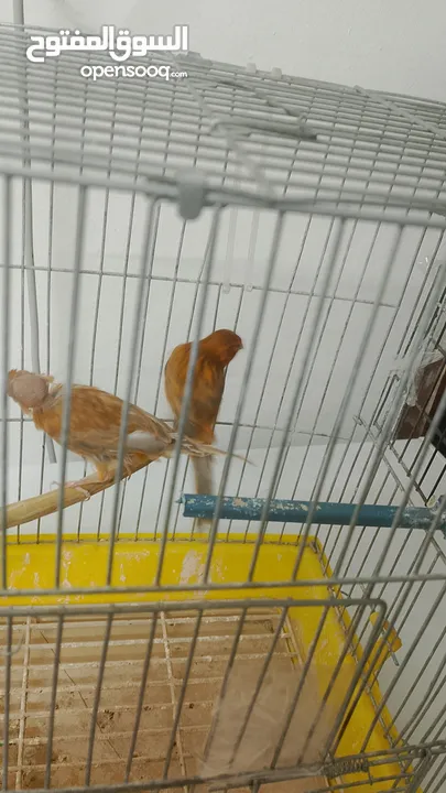 جوز كنار نحاسيات نار