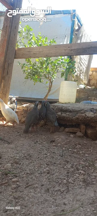 خمسة ذكور حجل  للبيع
