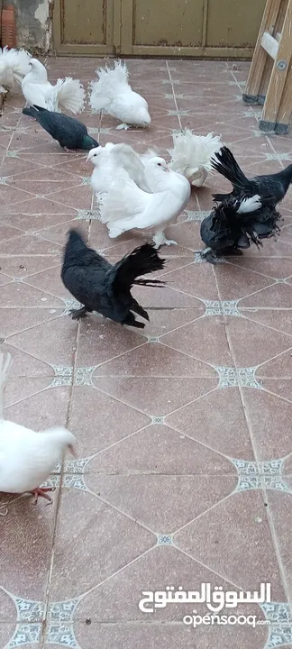 حمام هزاز للبيع