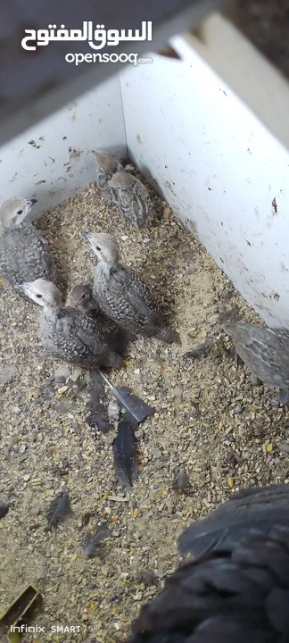 متوفر 3جواز حجل بلدي شغالات العمر حوالي سنتين تفقيس جاجه   جاجه قرقه تحتها 8فراخ حجل  12بيضه حجل