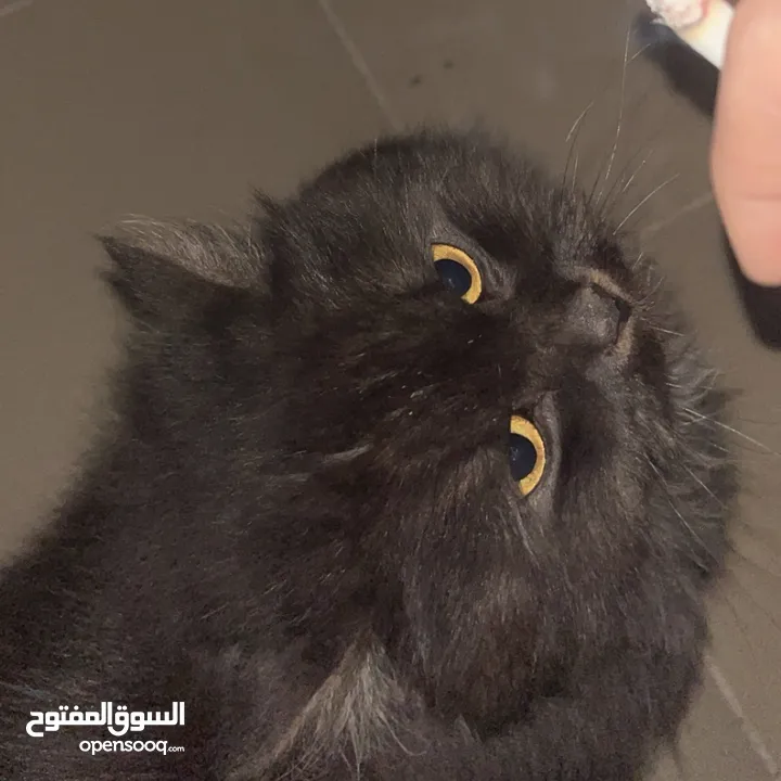 قطه هملايا بلون نادر ومميز
