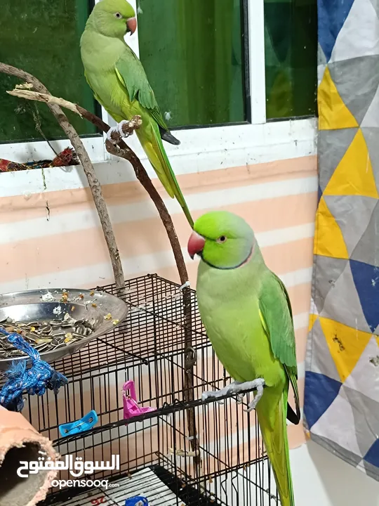 2 beautiful parrots