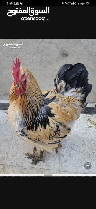 مطلوب جاج من عمر شهر ل شهرين