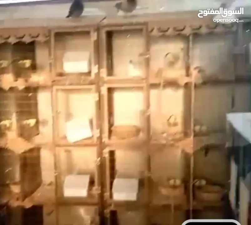 قنون 8 عيون مع معالف ومشارب اتوماتيك عدد 5 قنون