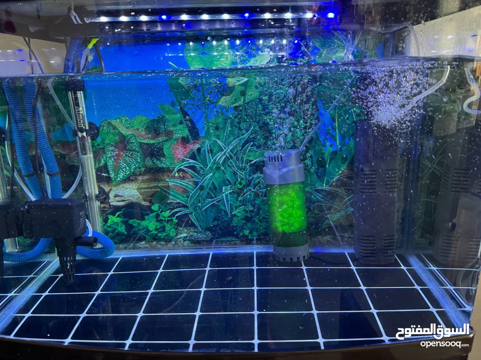 حوض سمك للبيع مع أسماك نوعية جيدة جدا fish aquarium for sale with fishes very good quality