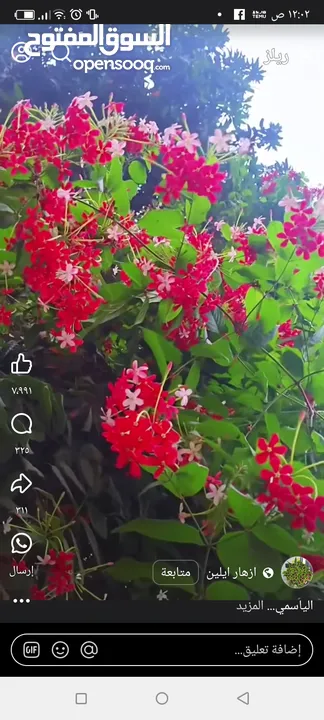 10أرانب صغيرة مخلط الاعمار