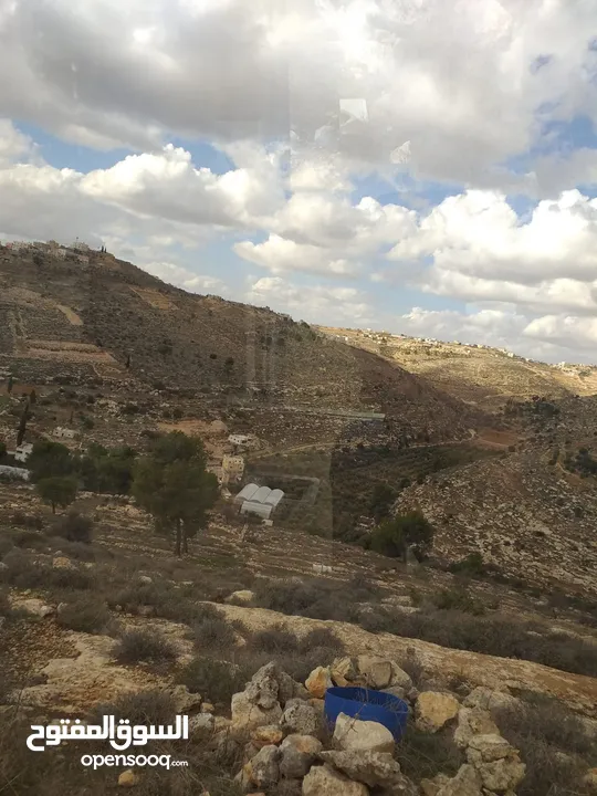 كوشان طابو فلسطيني