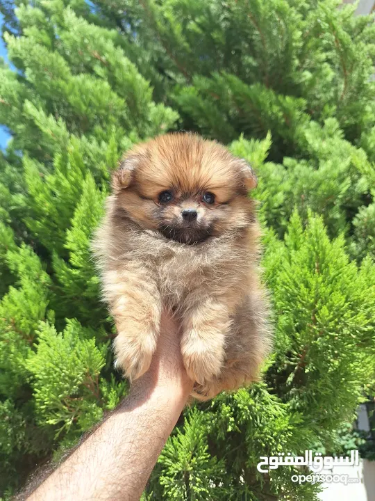 بومارينيان تيكب أصغر حجم مستوى عالي جدا pomeranian t_cup