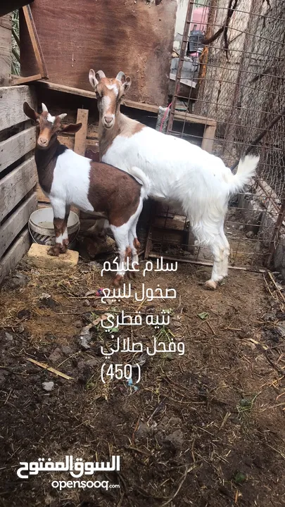 صخول للبيع