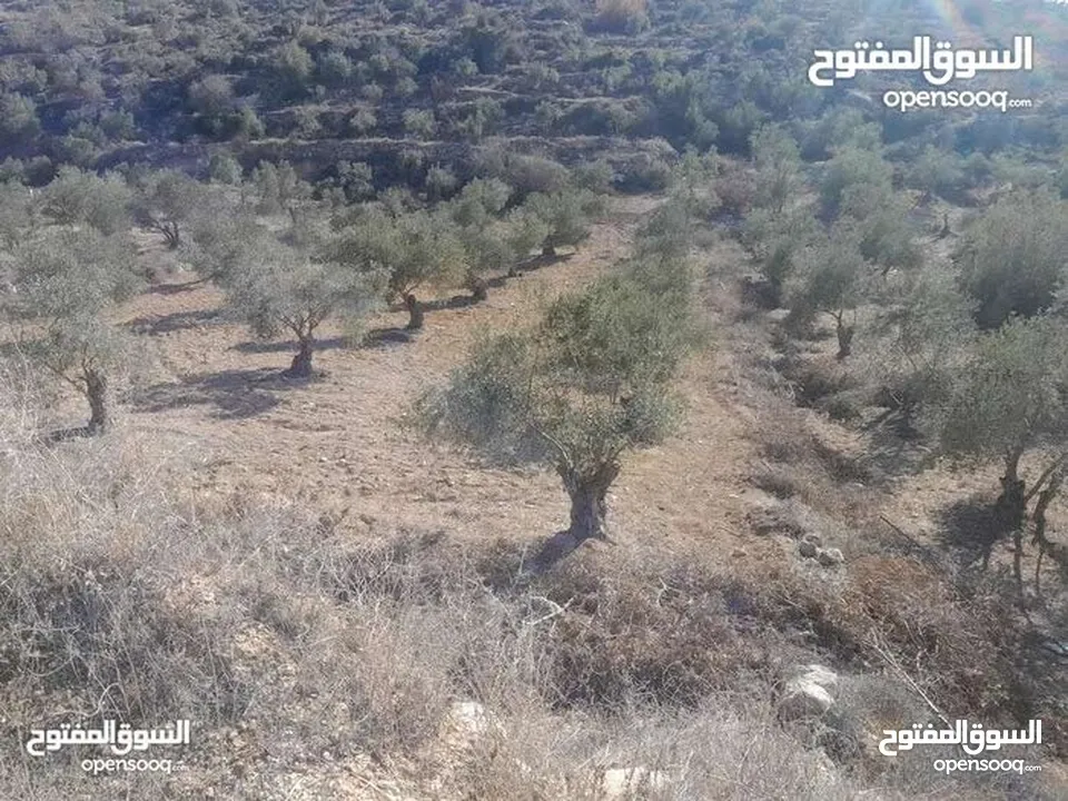 ارض للبيع في صوريف خلة ابو سليمان