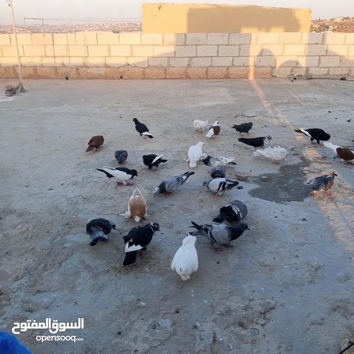 حمام كوم للبيع