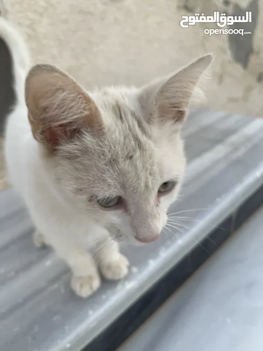 قطط للبيع جميله